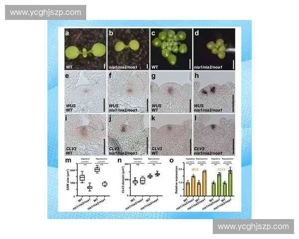 稳态阶段在系统演化中的关键作用与调控机制研究